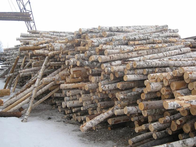 Пиловочник (круглый лес) берёза ОПТ фото 2