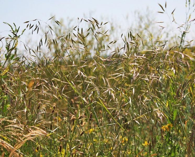 Семена «Костер» фото 2