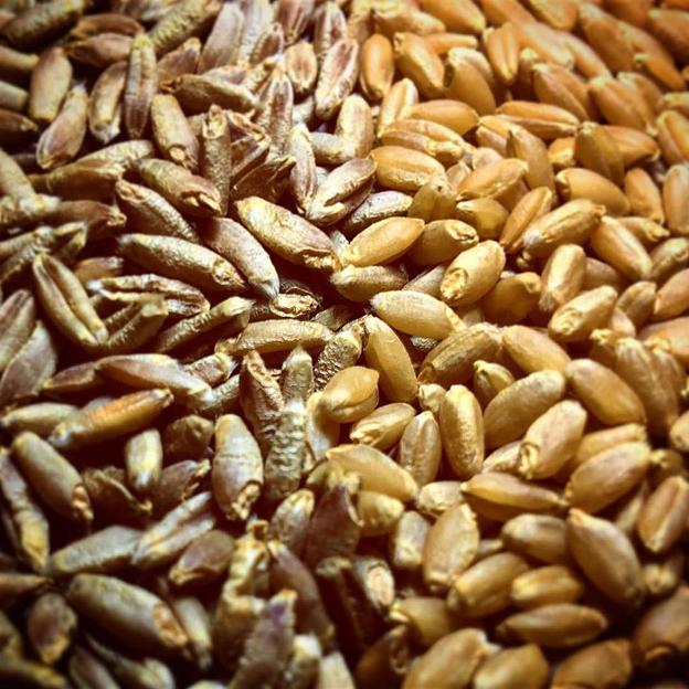 Посевные семена пшеницы яровой сорт «Дарья» фото 1