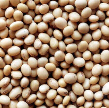 Соя «Алиса ЭС» опт фото 1