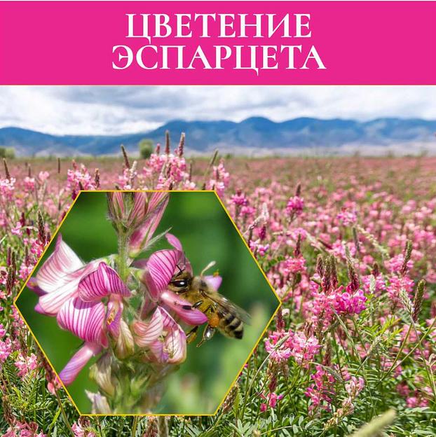 Мед эспарцетовый 700 г ОПТ фото 3