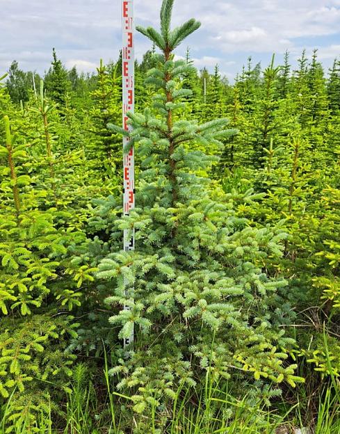 Голубая ель «Глаука» новогодняя живая 1,6-2 м фото 1