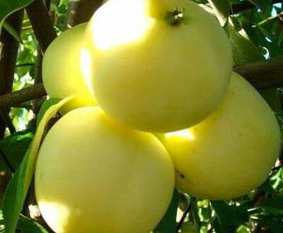 树苗“苹果树MM-106” фото 2