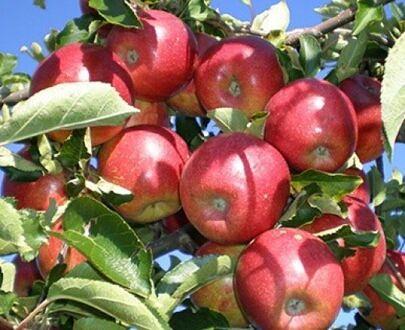 树苗“苹果树MM-106” фото 3