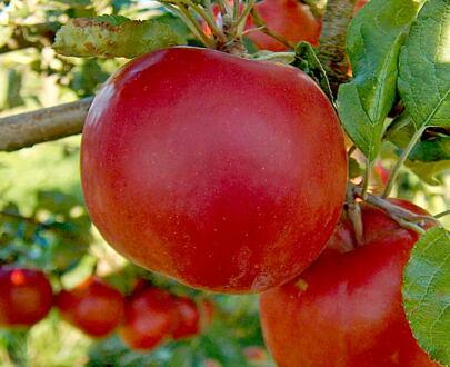 树苗“苹果树MM-106” фото 4