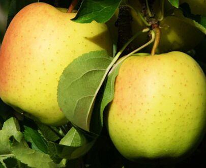 树苗“苹果树MM-106” фото 6