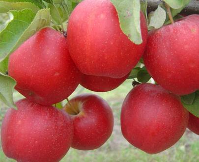 树苗“苹果树MM-106” фото 7