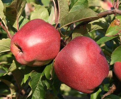 树苗“苹果树MM-106” фото 8