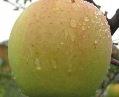 树苗“苹果树MM-106” фото 9