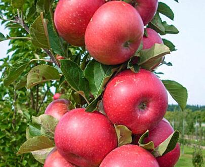 Саженец «Яблоня Колона» фото 1