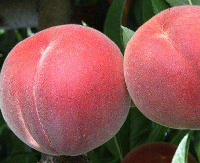 Peach tree seedling фото 2