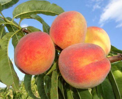 Peach tree seedling фото 4