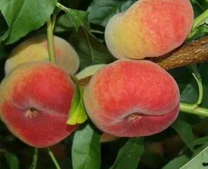 Peach tree seedling фото 5