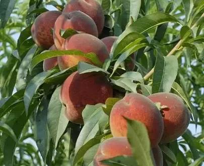 Peach tree seedling фото 6