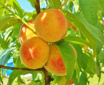 Peach tree seedling фото 7