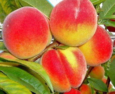 Peach tree seedling фото 8