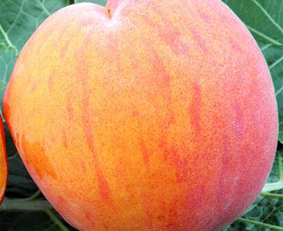 Peach tree seedling фото 9