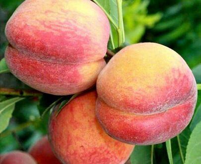 Peach tree seedling фото 10