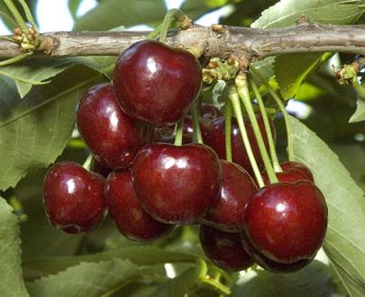 Саженец черешни НФ-00001016 фото 4