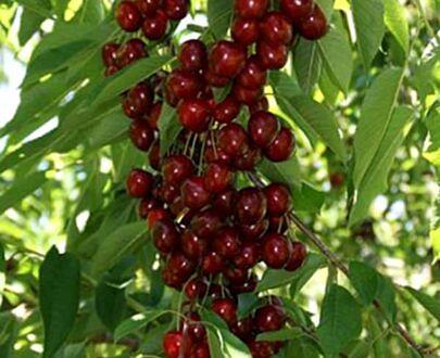 Саженец черешни НФ-00001016 фото 9