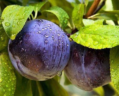 李子苗 NF-00001033 фото 3