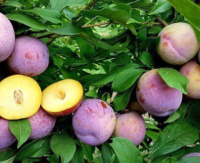 李子苗 NF-00001033 фото 4