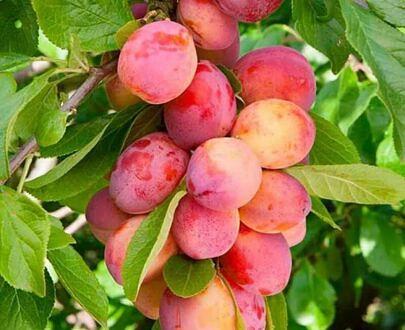 李子苗 NF-00001033 фото 6