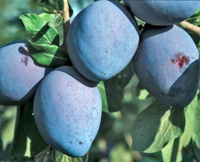 李子苗 NF-00001033 фото 7