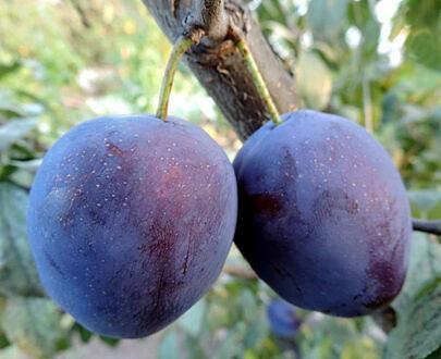 李子苗 NF-00001033 фото 9