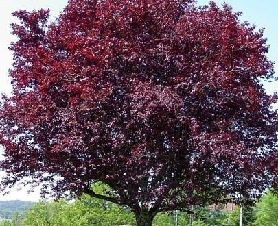 李子苗 NF-00001033 фото 10