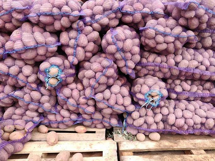 Картофель продовольственный в мешках от 0,5 до 40 килограмм ОПТ фото 1
