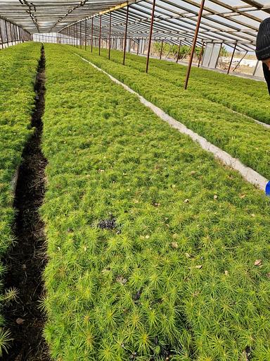 Pine seedlings OKS фото 1