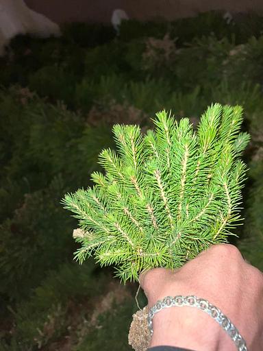 Сеянцы ели ОКС фото 1