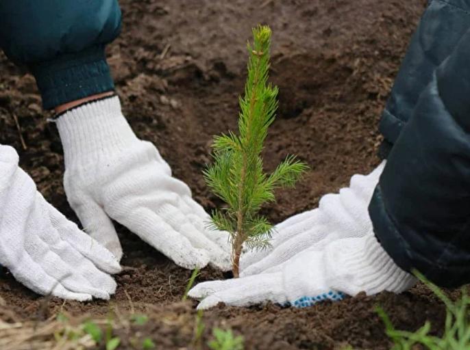 Услуга по лесовосстановлению фото 1