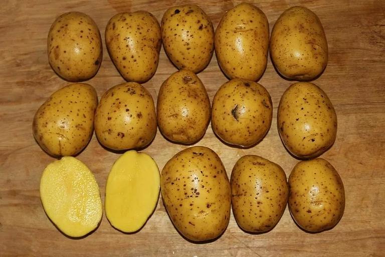 食品级“Gala”土豆批发 фото 2