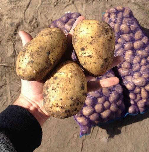 食品级“Gala”土豆批发 фото 3