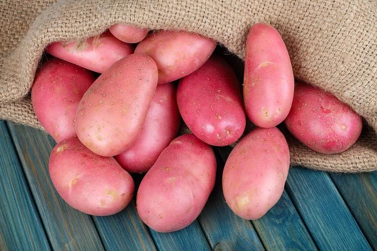 Wholesale food potatoes of the Rozara variety фото 1