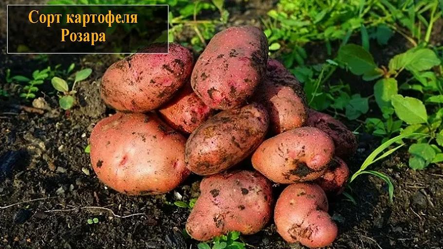 Wholesale food potatoes of the Rozara variety фото 2