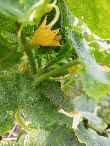 Қияр тұқымдары "Ajax F1" КӨТПЕМ фото 2