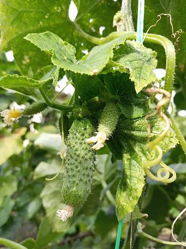 Қияр тұқымдары "Ajax F1" КӨТПЕМ фото 3