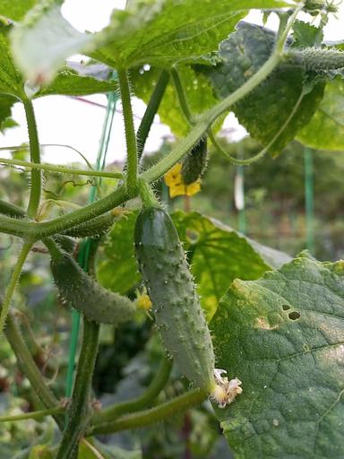 Қияр тұқымдары "Ajax F1" КӨТПЕМ фото 4