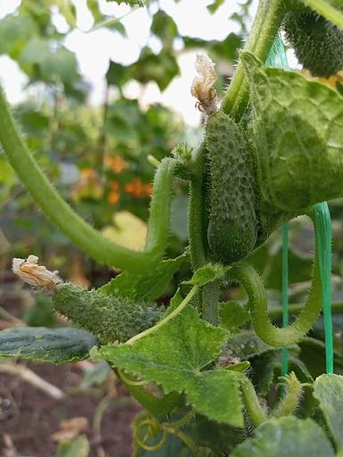 Қияр тұқымдары "Ajax F1" КӨТПЕМ фото 5