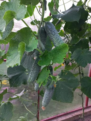 Sowing seeds Cucumber "Gunnar F1" WHOLESALE фото 2