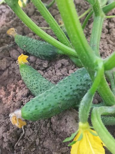 Sowing seeds Cucumber "Gunnar F1" WHOLESALE фото 3