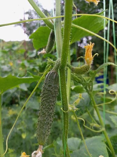 Тұқым себу Қияр «Родничок F1» КӨТЕРМЕ фото 2