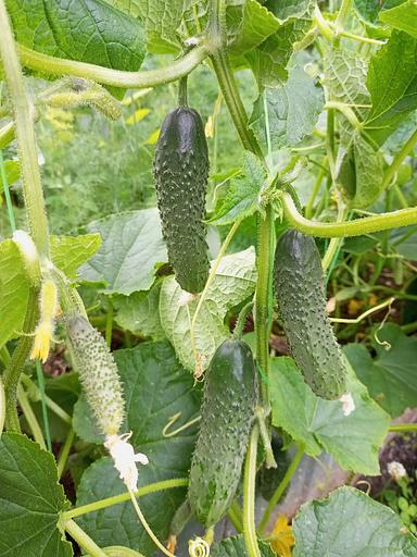 Тұқым себу Қияр «Родничок F1» КӨТЕРМЕ фото 3