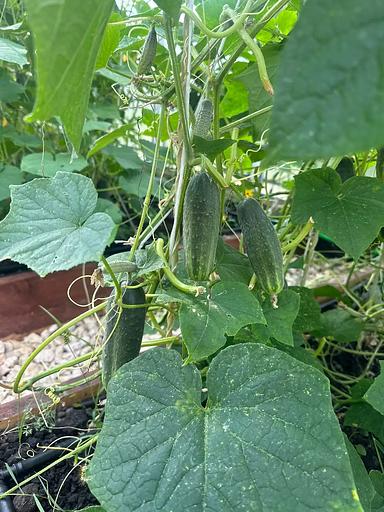 Тұқым себу Қияр «Родничок F1» КӨТЕРМЕ фото 4