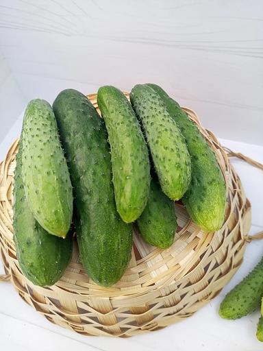 Тұқым себу Қияр «Родничок F1» КӨТЕРМЕ фото 5