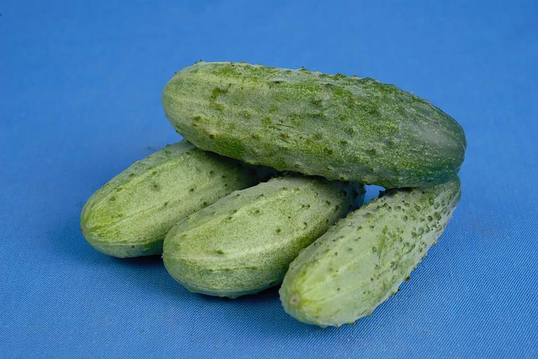 Тұқым себу Қияр «Родничок F1» КӨТЕРМЕ фото 6