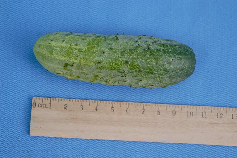 Тұқым себу Қияр «Родничок F1» КӨТЕРМЕ фото 7